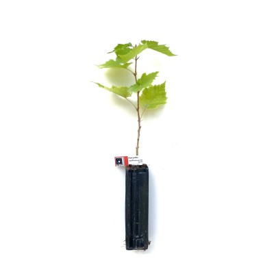 copy of Chêne Vert Truffier...