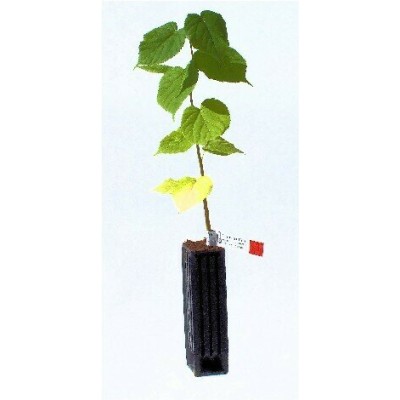 copy of Chêne Vert Truffier...