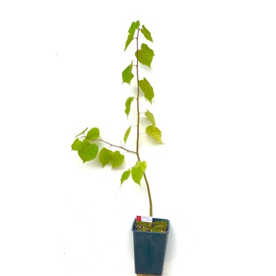 copy of Chêne Vert Truffier...