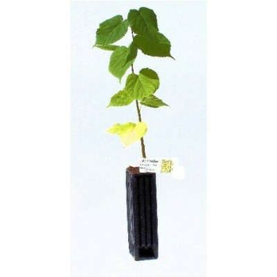 copy of Chêne Vert Truffier...