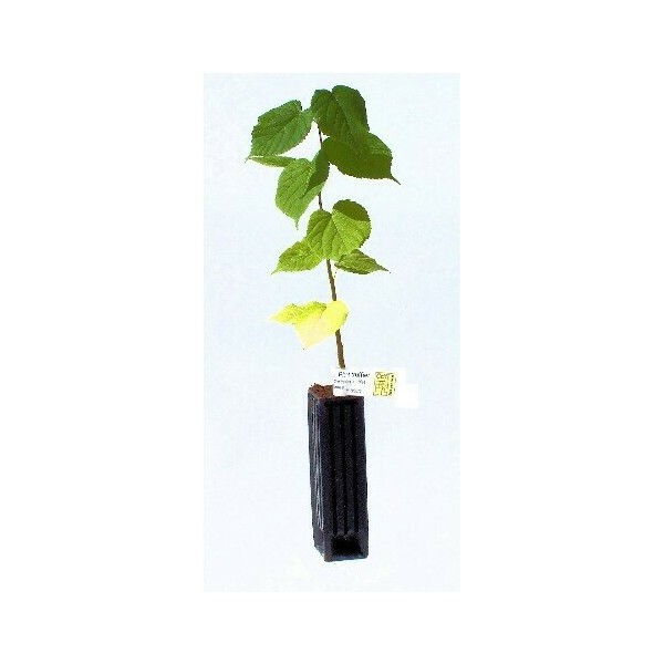 Plant Tilleul Truffier Tuber Uncinatum (tillia cordata)