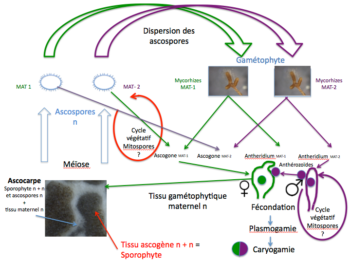 Reconstitution du cycle sexué en truffière artificielle