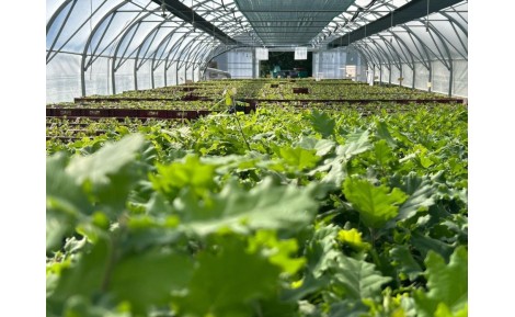Développement des jeunes plants truffiers et mycorhization