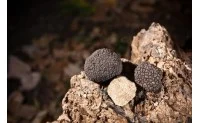 Un brûlé autour d’un chêne signifie-t-il production de truffes ?
