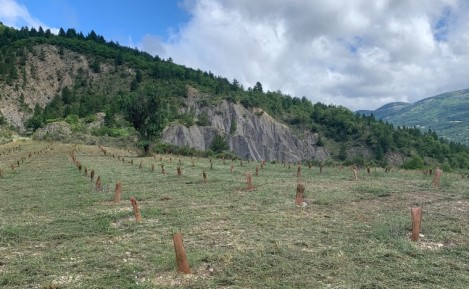 Est-il obligatoire d’ensemencer lorsque l’on plante un chêne truffier ?