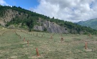 Est-il obligatoire d’ensemencer lorsque l’on plante un chêne truffier ?