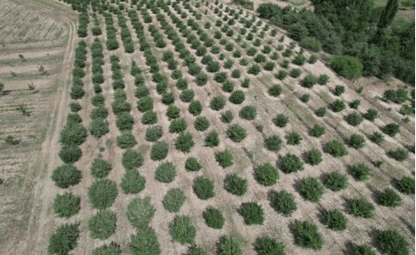 Combien vaut réellement un hectare de truffière en production ?