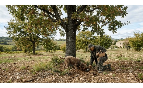 Comment savoir si les arbres truffiers que j'ai plantés sont producteurs ?