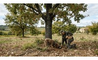 Comment savoir si les arbres truffiers que j'ai plantés sont producteurs ?