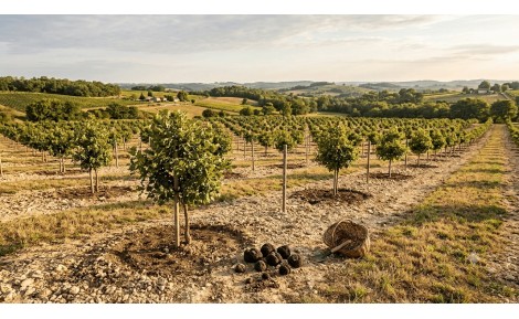 Investir dans une truffière : un placement agricole rentable et durable ?