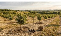 Investir dans une truffière : un placement agricole rentable et durable ?