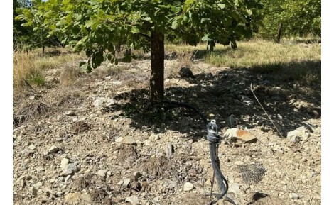 Combien d’eau faut-il pour un arbre truffier ? 