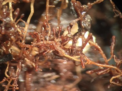 mycorhization de plant truffier tuber uncinatum