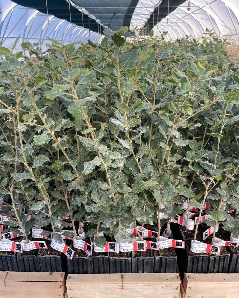Plant d'arbre truffier de la pépinière Tenoux
