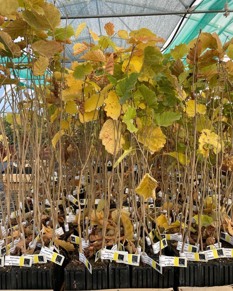 Plant d'arbre truffier de la pépinière Tenoux