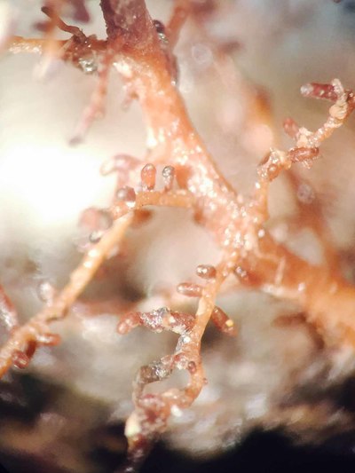 mycorhization de plant truffier tuber mélanosporum