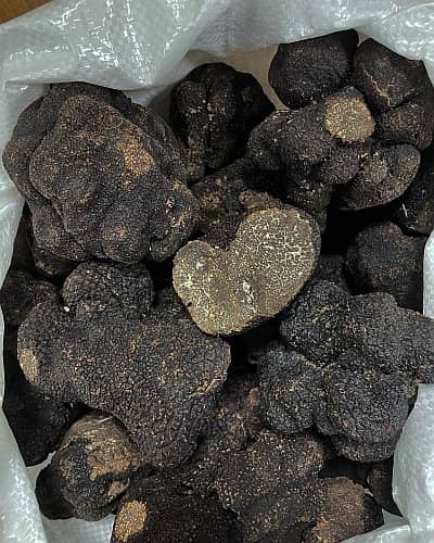 Contrôle des truffes au CTIFL