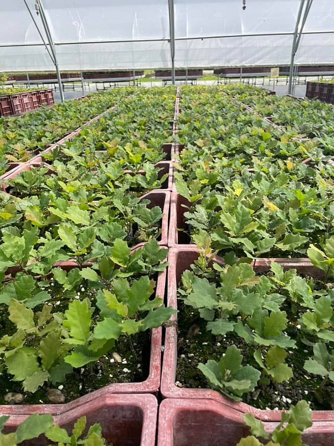 Plants truffiers en godet