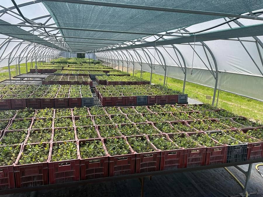 Développement des plants truffiers mycorhisés