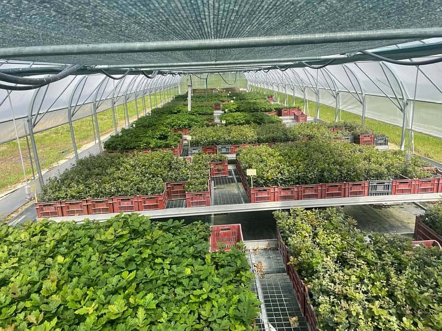 Développement des plants truffiers