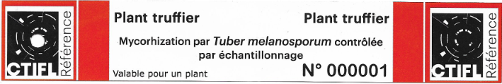 Plant truffié mycorhizé certifié