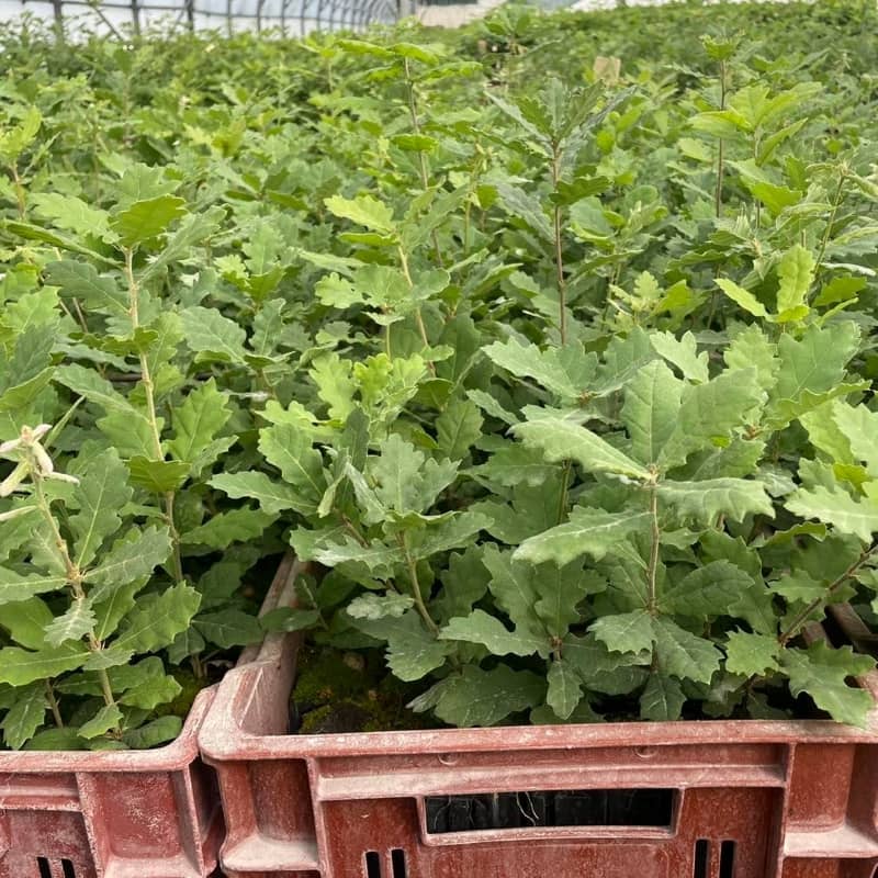 Plants truffiers sous serres