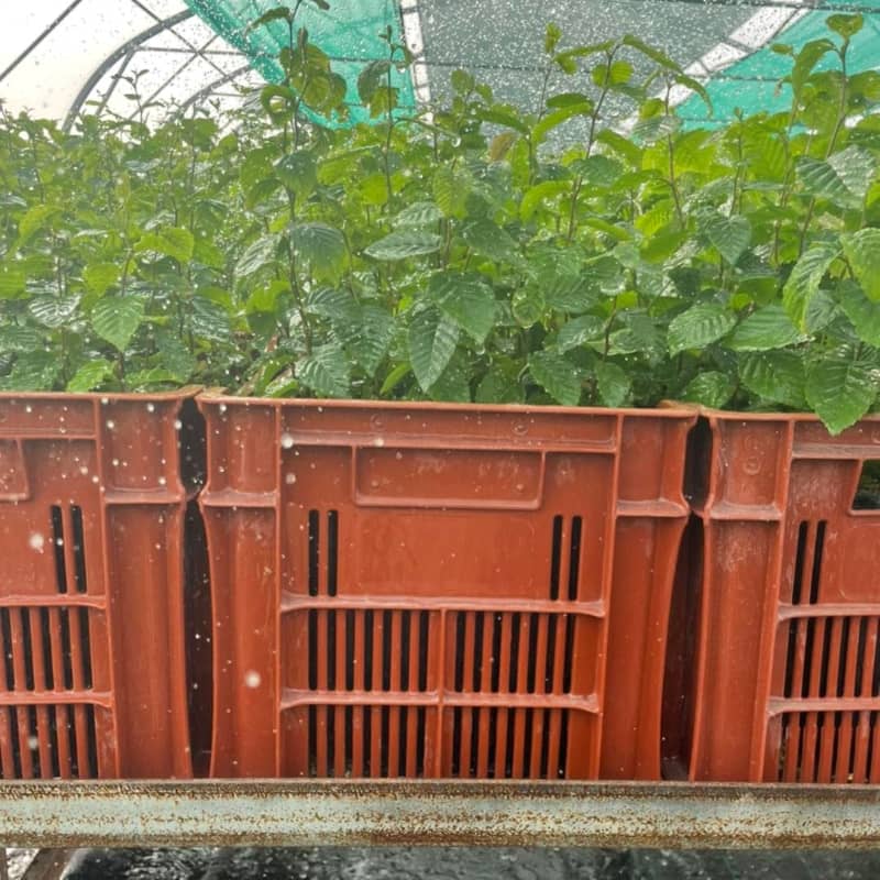 Plants truffiers sous serres