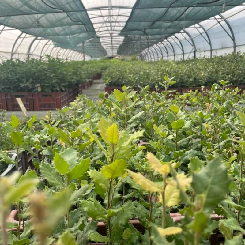 Plants truffiers sous serres