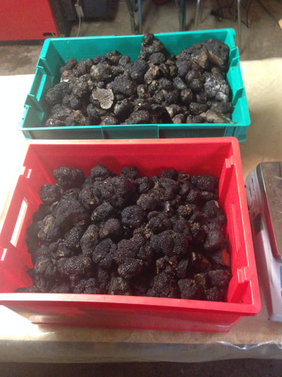contrôle des truffes