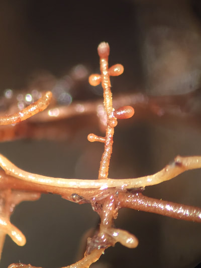 plant truffier mycorhizé