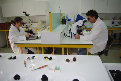 contrôle de mycorhization de plant truffier