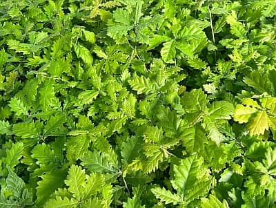 Jeunes plants truffiers