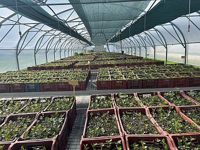 Jeunes plants truffiers
