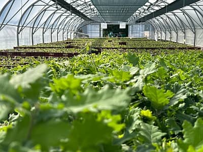 Jeunes plants truffiers