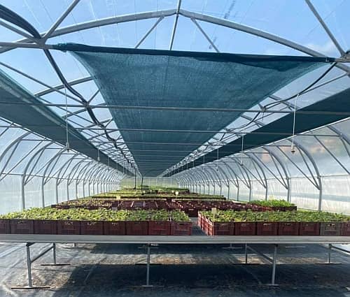 mise en godet de plants truffiers
