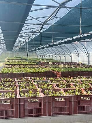 mycorhization de plants truffiers
