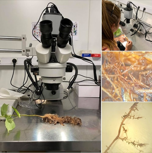 premières mycorhizes sur jeunes plants truffiers