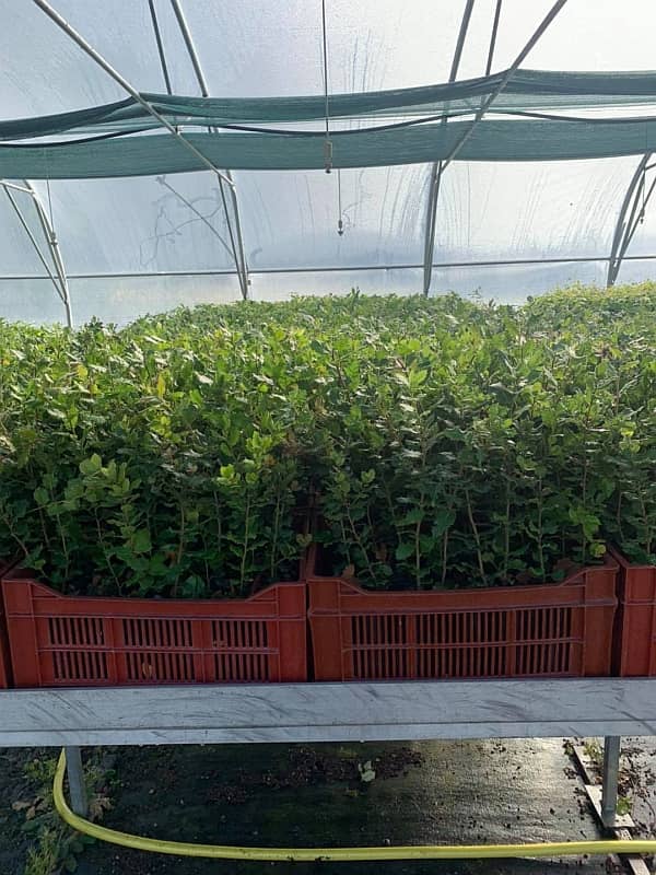 plants de chênes verts truffiers et chênes pubescents truffiers