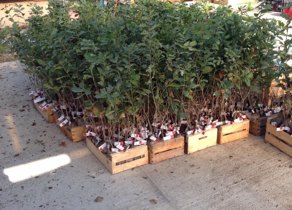 plants truffiers mycorhizés certifiés CTIFL