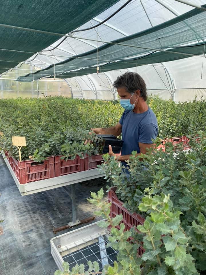 Prélèvements de plants truffiers par le CTIFL