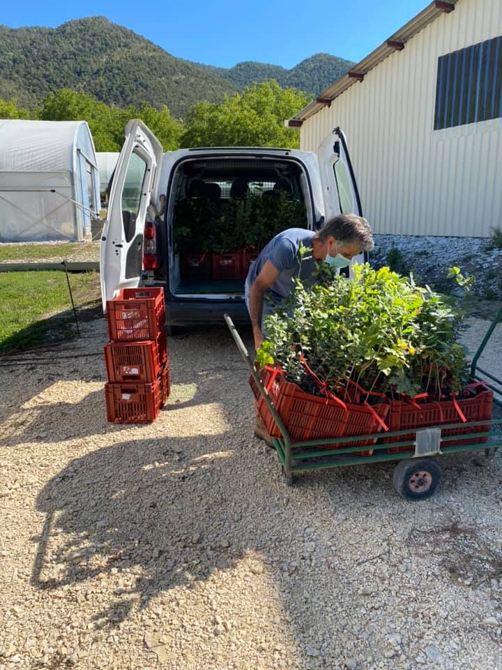 Prélèvements de plants truffiers par le CTIFL